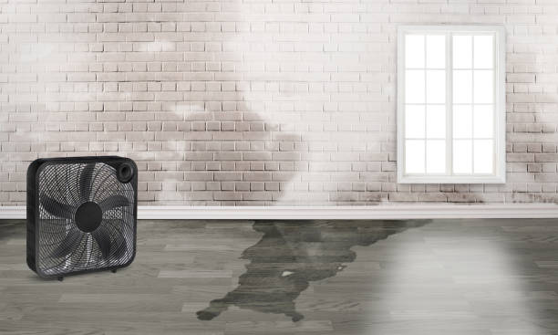 Best Professional water damage repair  in Laingsburg, MI